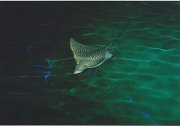 016-A Giant Stingray